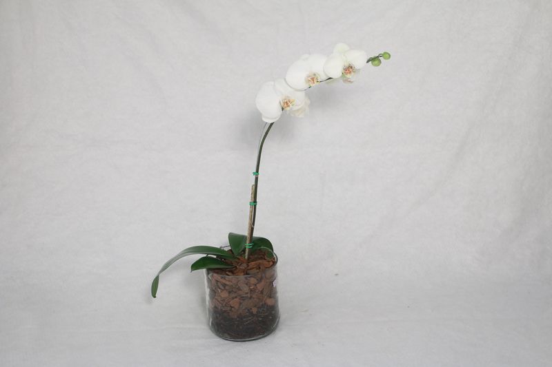 Orchidée phalaenopsis blanche en pot cadeau — Interflora plantes