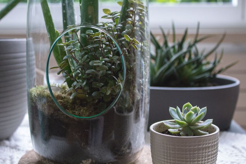 Composition de plantes succulentes en terrarium — Interflora cadeau durable