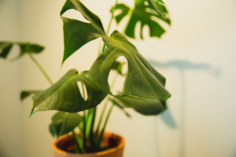 Plante verte monstera en cache-pot design — Interflora plante intérieur