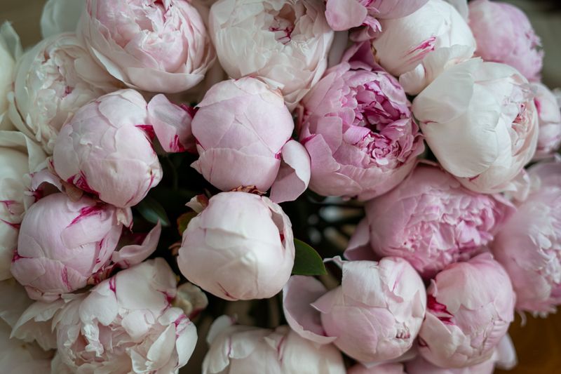 Bouquet de pivoines et fleurs blanches Interflora