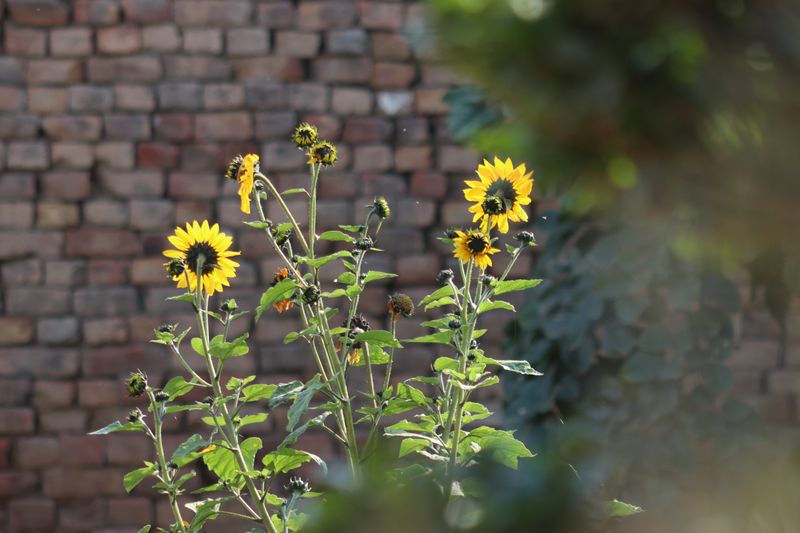 Bouquet champêtre tournesols et fleurs sauvages inter flora