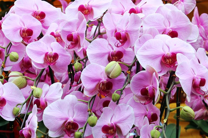 Bouquet exotique orchidées et fleurs tropicales Interflora